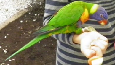 Parrot
